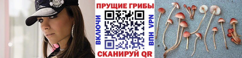 Купить где  Тольятти  Псилоцибиновые грибы MAGIC MUSHROOMS 